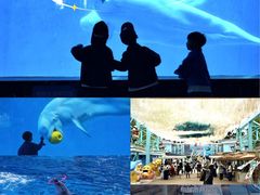 -海合安成都极地海洋公园