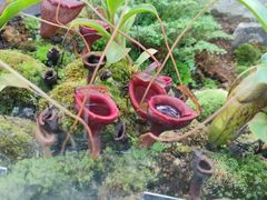 -国家植物园南园