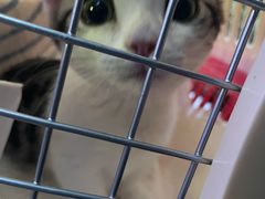 -欣宠猫屋·矮脚拿破仑·蓝金金渐层