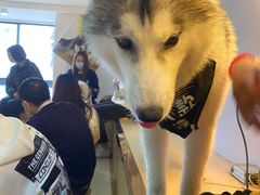 -Husky Go! 哈士奇体验馆·宠物咖啡厅狗咖