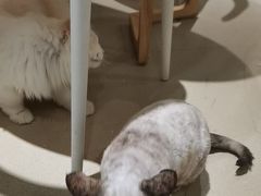 -藏猫猫咖啡主题馆(中央大道店)