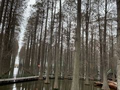 -渌洋湖湿地公园