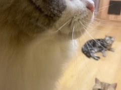 -Meowの猫咖(万家丽店)