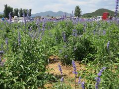 -北京东方普罗旺斯薰衣草庄园