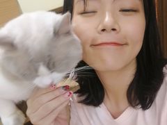 -more than meow吴止猫主题餐厅(承德 中船汇店)