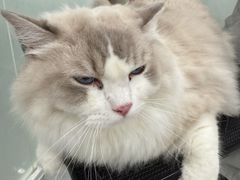 -爱洗澡的猫(天河路店)