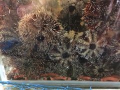 iphone_upload_pic-垦丁辉哥生鱼片