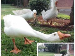 -侯臣咖啡文化村