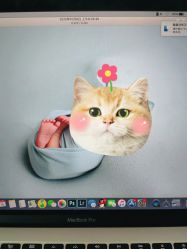 -大树儿童摄影