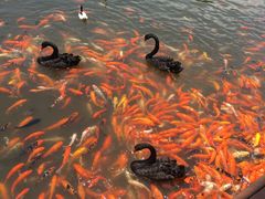 -泉州海丝野生动物世界