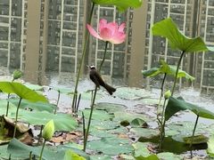 -木塔寺遗址生态公园