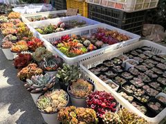 -桂林市花鸟市场