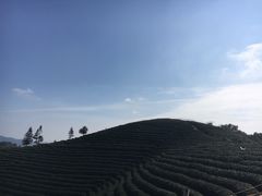 -龙坞茶村