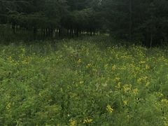 -塞罕坝国家级自然保护区