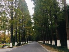 -黄海国家森林公园