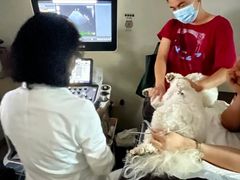 -美联众合动物医院·24h转诊中心