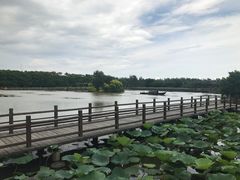 -大湾区中央湿地公园