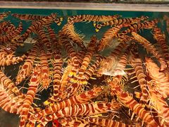 -鲜入围煮花胶鸡海鲜火锅