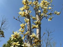 -洋湖国家湿地公园