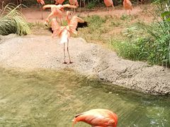 -ZOO COFFEE动物园咖啡(红山森林动物园店)