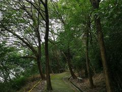 -羚羊峡古栈道森林公园