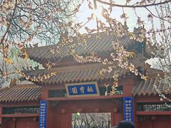 -桃花堤公园