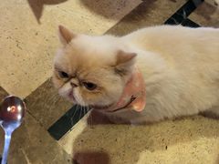 -猫色咖啡·猫咖