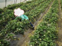 -青浦采草莓天天草莓园