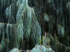 -墨尔本皇家植物园