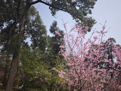 -南山植物园
