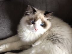 -东方名猫馆·英短金渐层布偶猫舍(环线广场1号楼店)