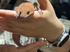 -酷以爬仙阁实体爬宠店·守宫·蜥蜴·专业繁育