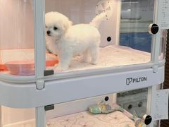 -翊宠yipet猫狗购宠庄园