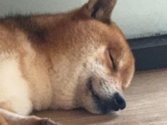 -南京Hallo宠物乐园·哈罗犬舍·柴犬繁育基地