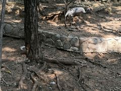 -燕塞湖鸟语林景区