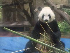 -成都动物园