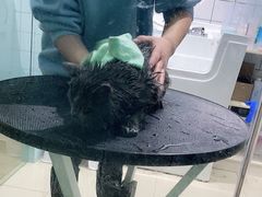 -老吴的猫·猫舍(新区店)
