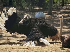 -大连森林动物园