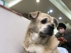 -美联众合动物医院·24h转诊中心