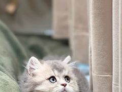 -欣宠猫屋·矮脚拿破仑·蓝金金渐层