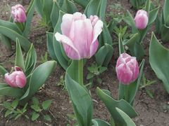 -长春公园(普阳街道)