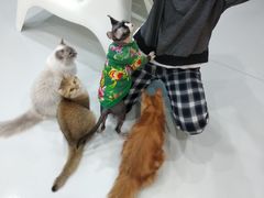 -糯米喵星人·撸猫猫舍咖啡馆(西市场嘉华店)