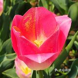 郁金香