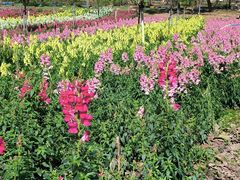 -天适樱花悠乐园