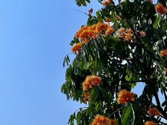 -王借岗森林公园