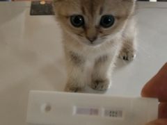 -糯米喵星人总部直营旗舰店·猫舍·幼猫出售