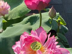 -莲花池公园