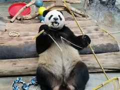 -海南热带野生动植物园