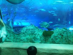 -芜湖新华联大白鲸海洋公园