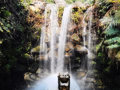 -深圳仙湖植物园